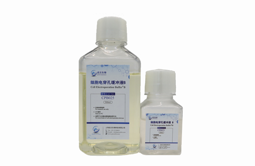 细胞电转缓冲液B